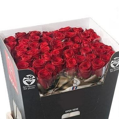 Rose Red 8 60 sm