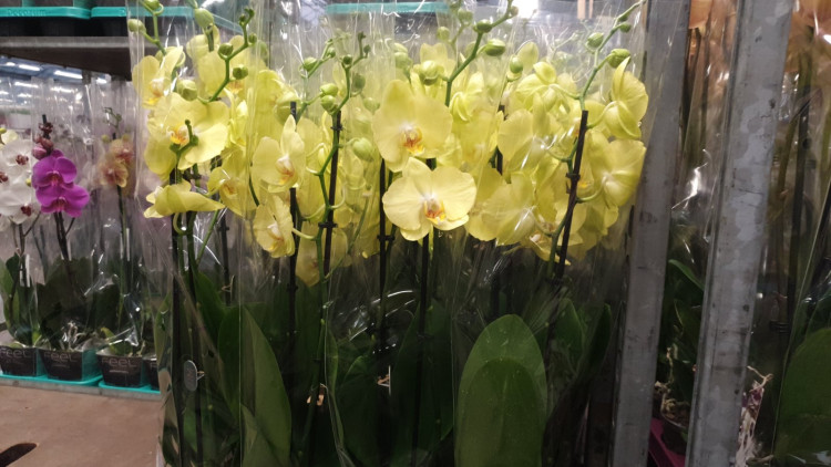 Phal 2-tak Hybrid №478 big lip 12/65