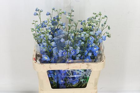 Delphinium En Cent Skyblu 100 cm