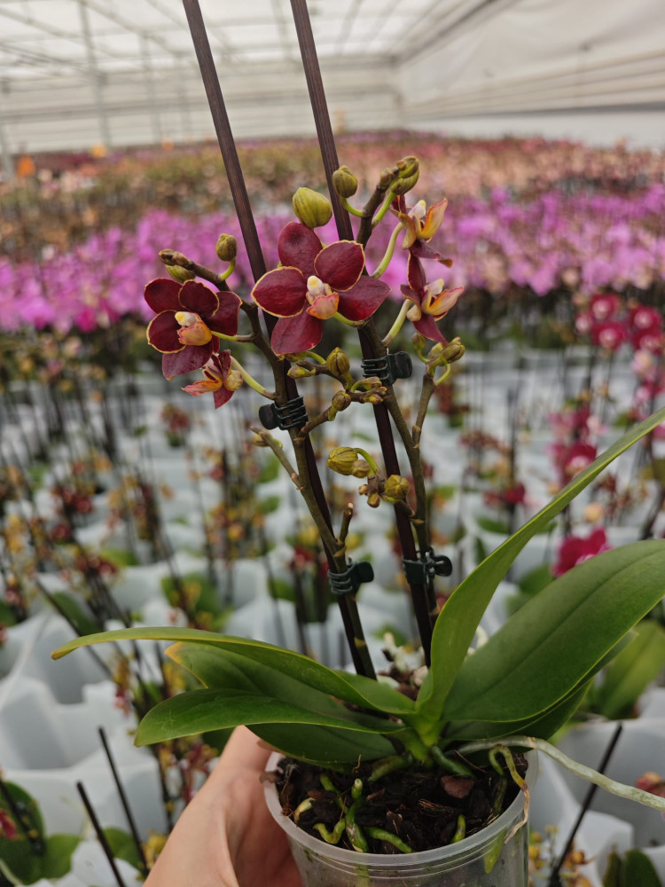 Phal 2-tak Klein Rood 12/65