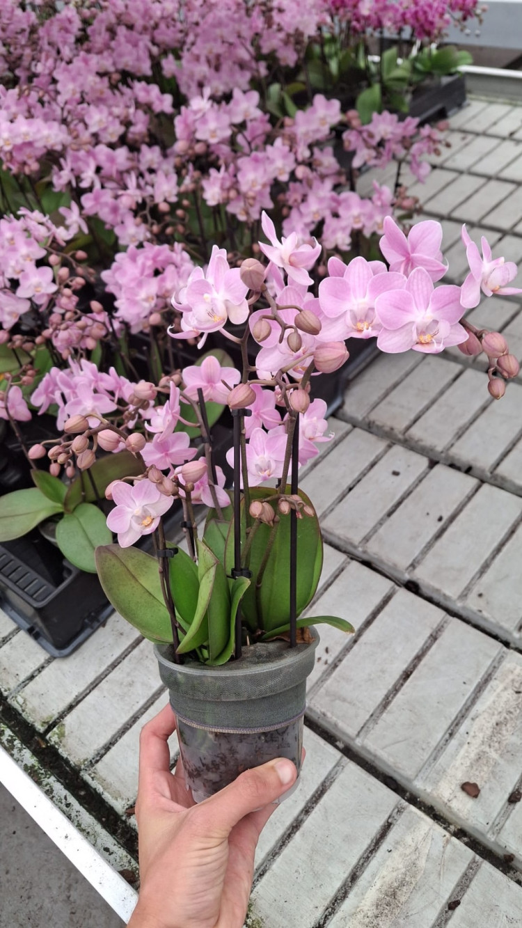 Phal 3/4/5-tak Lieke 510/30