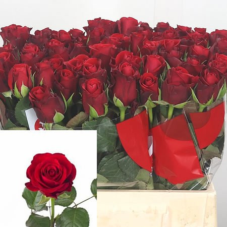 Rose Red Ribbon 35 sm Х10