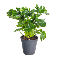 Philodendron Vogel Mix  12/25