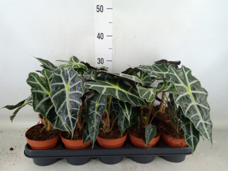 Alocasia Amazonica 7/22