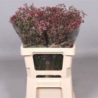 Limonium Sin China Red Holland