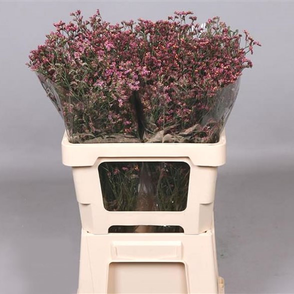 Limonium Sin China Red Holland