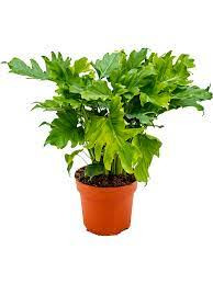 Philodendron Narrow Escape 14/40