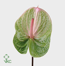 Anth A Avo Danielle X10