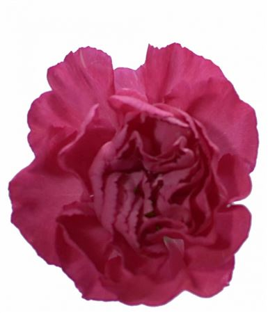 Di Tr Cerise Amelie