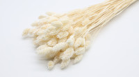 Phalaris White