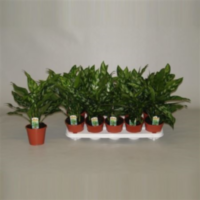 Aglaonema Maria (decorum)