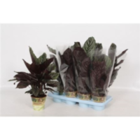 Calathea Ornata Russia-decorum
