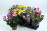 Chrysanth Special Mix