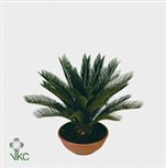 Cycas Revoluta