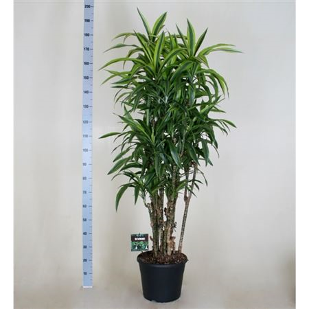 Dracaena Lemon Lime Vertakt
