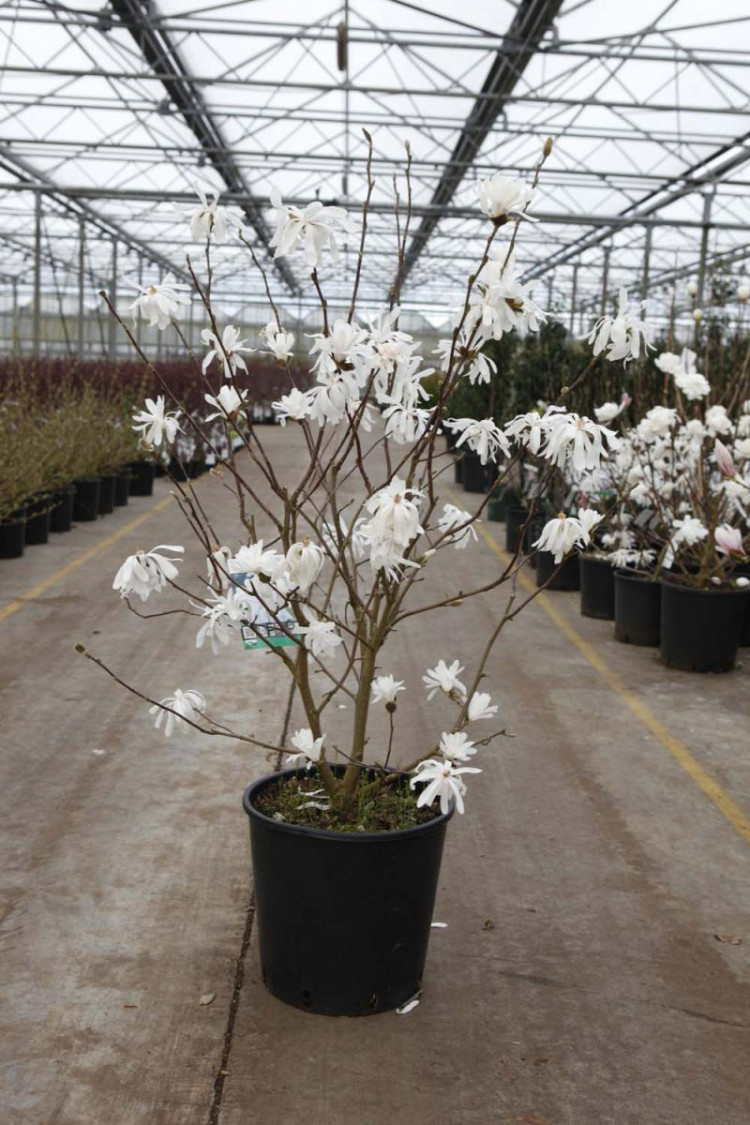 Magnolia Royal Star 18/65