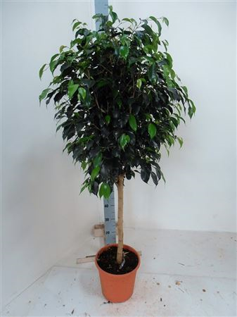 Ficus Be Exotica Op Stam Ex