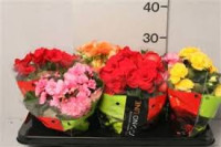 Begonia Silver Jewell 15/30