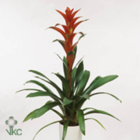 Guzmania Allura