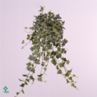 Hedera He Ingelise