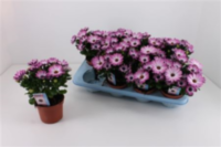 Osteospermum Roze