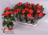 Anthurium Sierra 14/50
