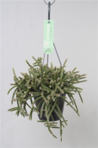 Rhipsalis Horrida Hangpot (grower)
