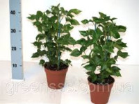Fatshedera Li Silver Pri 17/50