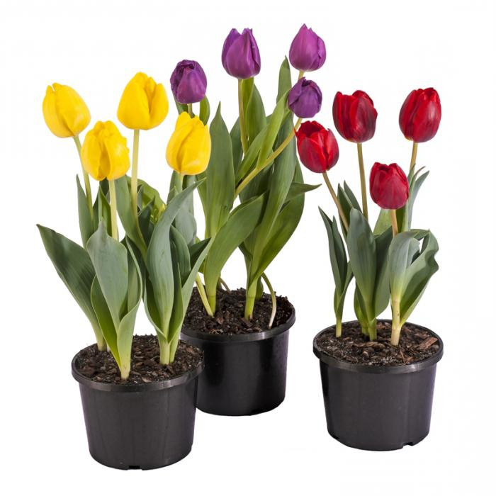 Tulip Ov 12/15