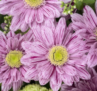 Chr T Serenit Purple X5