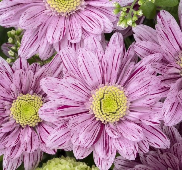 Chr T Serenit Purple X5
