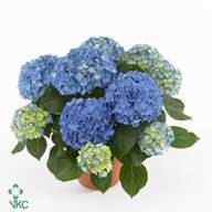 Hydrangea Early Blu 14/40 - A26969_H_1