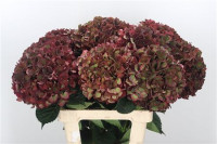 Hydr Z Ruby Red Classic X5 -60cm