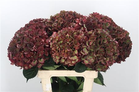 Hydr Z Ruby Red Classic X5 -60cm