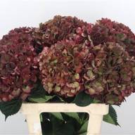 Hydr Z Ruby Red Classic X5 -60cm - 197378588_223441851_H_1