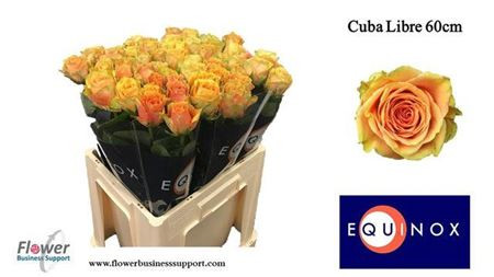 Rose Cuba Libre 40 sm