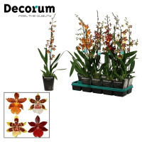 Bletilla Ov 12/50