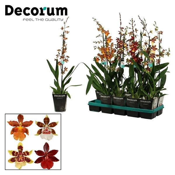Bletilla Ov 12/50