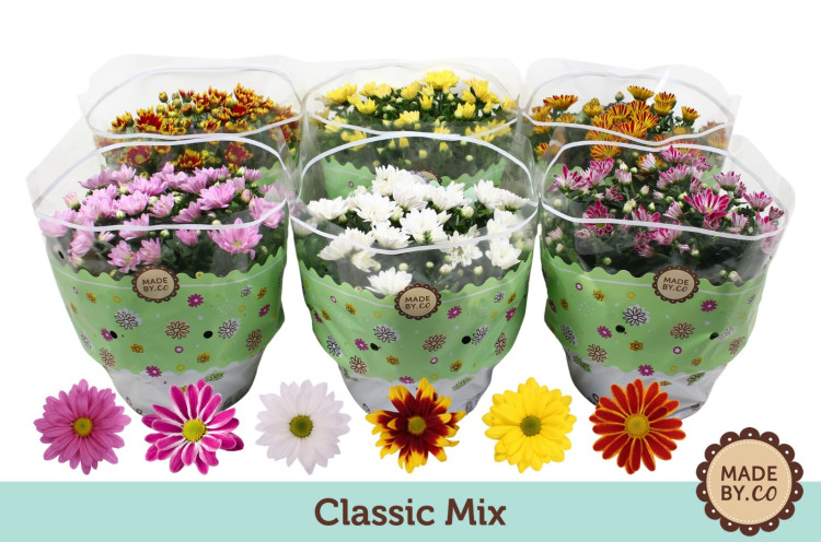 Chrysa Mix 14/45