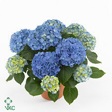 Hydrangea Early Blu 23/50