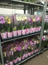 Phal 1/2-tak Levo Mix 12/50