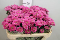 Chr T Romance Purple  X5