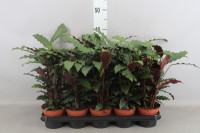 Calathea Ruf Tropistar 14/60