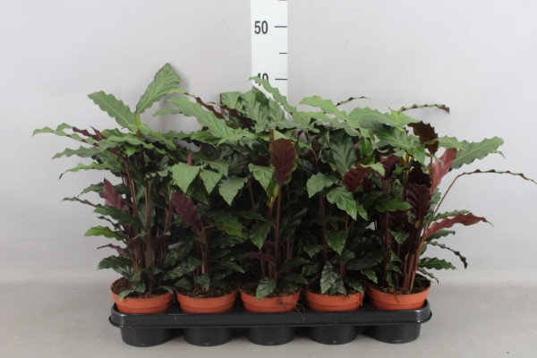 Calathea Ruf Tropistar 14/60