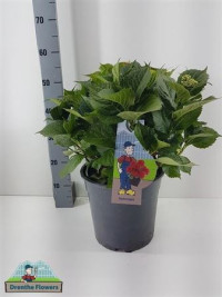Hydrangea Leuchtfeuer 14/45