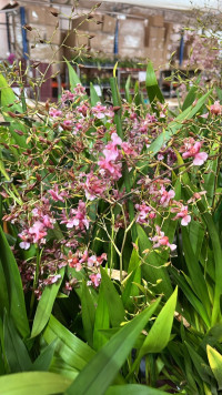 Oncidium Pink 12/55