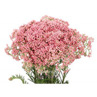 RiceFlowers Pres Fuxia Italy