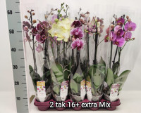 Phal 2-tak Pink Pastel Phalaenova 12/65