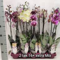 Phal 2-tak Pink Pastel Phalaenova 12/65 - IMG-3d45e4a39a5a027113295bdd31f047b4-V