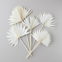 Df Palm Sun Medium Bleached 45 cm Holland